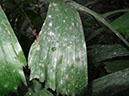 %_tempFileName35%20Liquenes%20en%20hoja%20de%20palma%