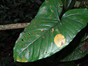 %_tempFileName38%20Herbivoria%20y%20patogenos%20en%20Syngonium%