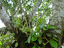 %_tempFileName4%20Plantas%20epifitas%