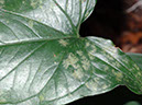 %_tempFileName41%20Liquenes%20en%20hoja%20de%20Syngonium%