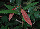 %_tempFileName43%20Hojas%20rojas%