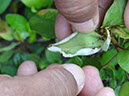 %_tempFileName46%20Croton%20con%20larva%20enrollahojas%