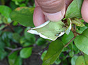 %_tempFileName47%20Croton%20con%20larva%20enrollahojas%