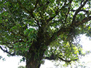 %_tempFileName5%20Plantas%20epifitas%