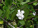 %_tempFileName55%20Frutos%20de%20Chiococca%