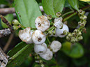 %_tempFileName56%20Frutos%20de%20Chiococca%20depredados%
