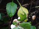 %_tempFileName57%20hojas%20de%20Chiococca%20con%20herbivoria%