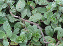 %_tempFileName58%20Herbivoria%20en%20Asteracea%