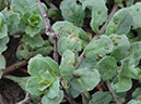 %_tempFileName59%20Herbivoria%20en%20Asteraceae%