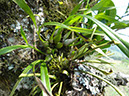 %_tempFileName6%20plantas%20epifitas%
