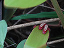 %_tempFileName61%20Larvas%20de%20Zamia%