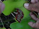%_tempFileName62%20Larvas%20de%20Zamia%