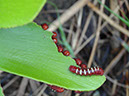%_tempFileName63%20Larvas%20de%20Zamia%