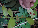 %_tempFileName64%20Larvas%20de%20Zamia%