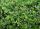 %_tempFileName65%20Frutos%20dispersados%20por%20aves%