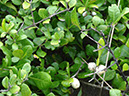 %_tempFileName66%20Frutos%20dispersados%20por%20aves%