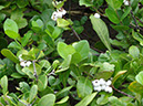 %_tempFileName67%20Frutos%20dispersados%20por%20aves%