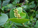 %_tempFileName70.%20Flores%20de%20Coccoloba%20jpg%