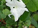 %_tempFileName78%20Florivoria%