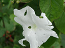 %_tempFileName79%20Florivoria%