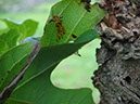 %_tempFileName80%20Huevos%20de%20mariposa%