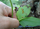 %_tempFileName81%20Huevos%20de%20mariposa%