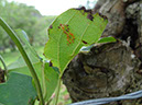 %_tempFileName82%20Huevos%20de%20mariposa%