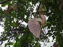 %_tempFileName83%20Flores%20de%20Aristolochia%20%