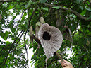 %_tempFileName84%20Flor%20de%20Aristolochia%