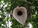 %_tempFileName85%20Flor%20de%20Aristolochia%
