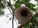 %_tempFileName86%20Flor%20de%20Aristolochia%