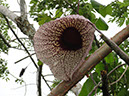 %_tempFileName87%20Flor%20de%20Aristolochia%