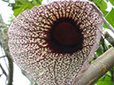 %_tempFileName88%20Flor%20de%20Aristolochia%