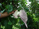 %_tempFileName89%20Flor%20de%20Aristolochia%