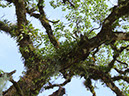 %_tempFileName9%20Plantas%20epifitas%