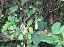 %_tempFileName91%20Fruto%20de%20Aristolochia%