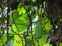 %_tempFileName92%20Fruto%20de%20Aristolochia%