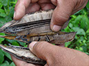 %_tempFileName93%20Fruto%20maduro%20de%20Aristolochia%
