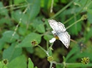 %_tempFileName94%20Mariposa%20en%20Bidens%20%