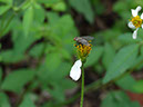 %_tempFileName96%20Mosca%20roba%20nectar%
