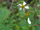 %_tempFileName97%20Mosca%20roba%20nectar%