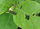 %_tempFileName98%20Larva%20de%20mariposa%20en%20Odontonema%