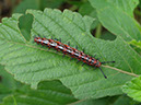 %_tempFileName99%20Larva%20de%20Turnera%
