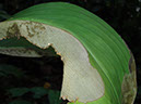 196 Herbivoría en Costus