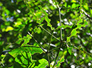 213 Defoliación por hormigas